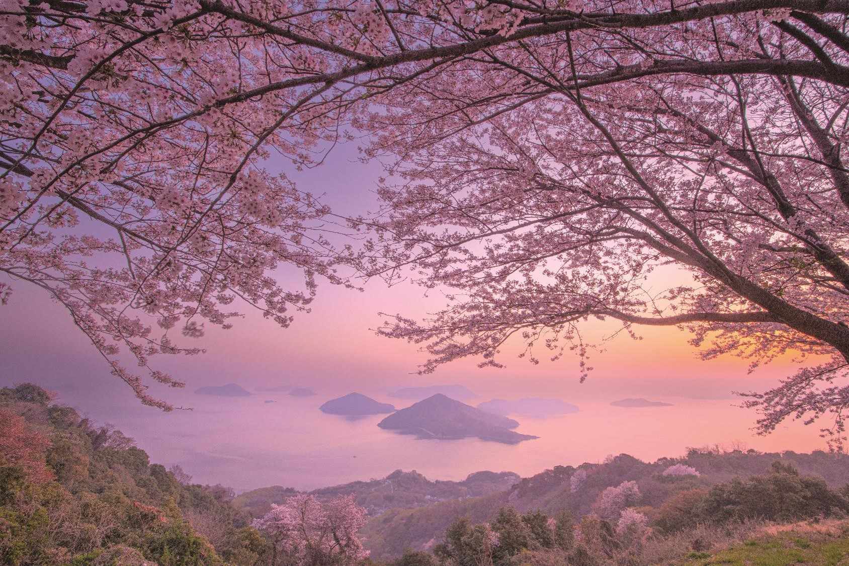 紫雲出山の桜イメージ