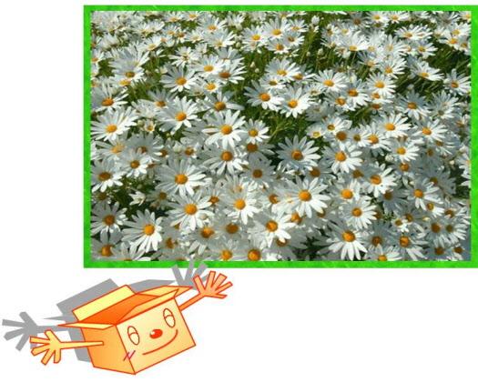 満開の白いマーガレットと段ボールのキャラクターのイラスト