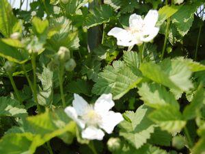 葉っぱが生い茂っている中に2輪の花が咲いている写真