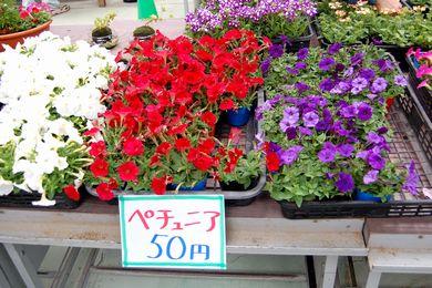 白、赤、紫のペチュニアの花の苗の写真