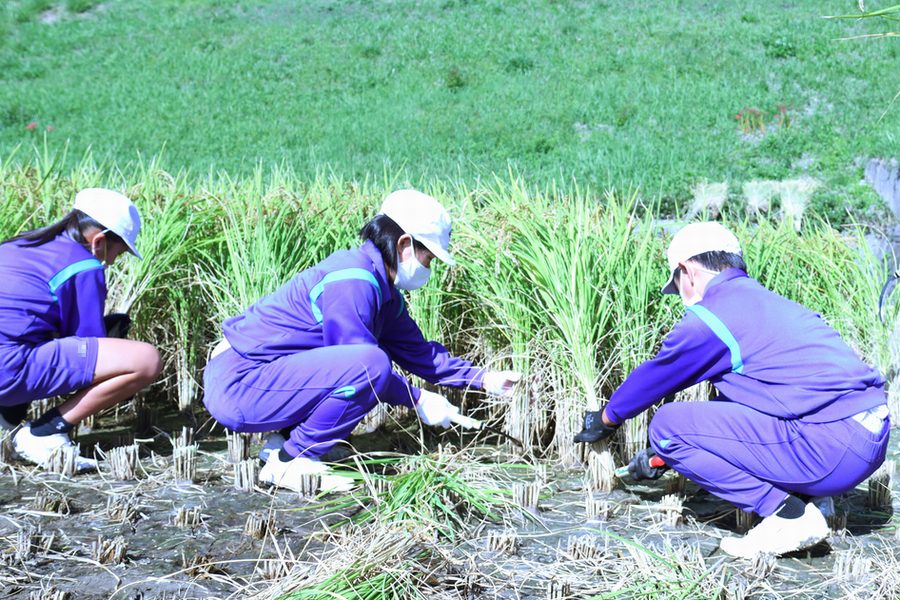 もち米の稲刈り体験