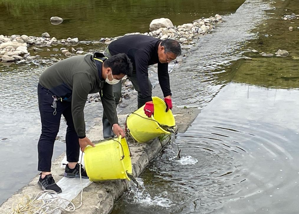 鮎の稚魚を川に放流している様子