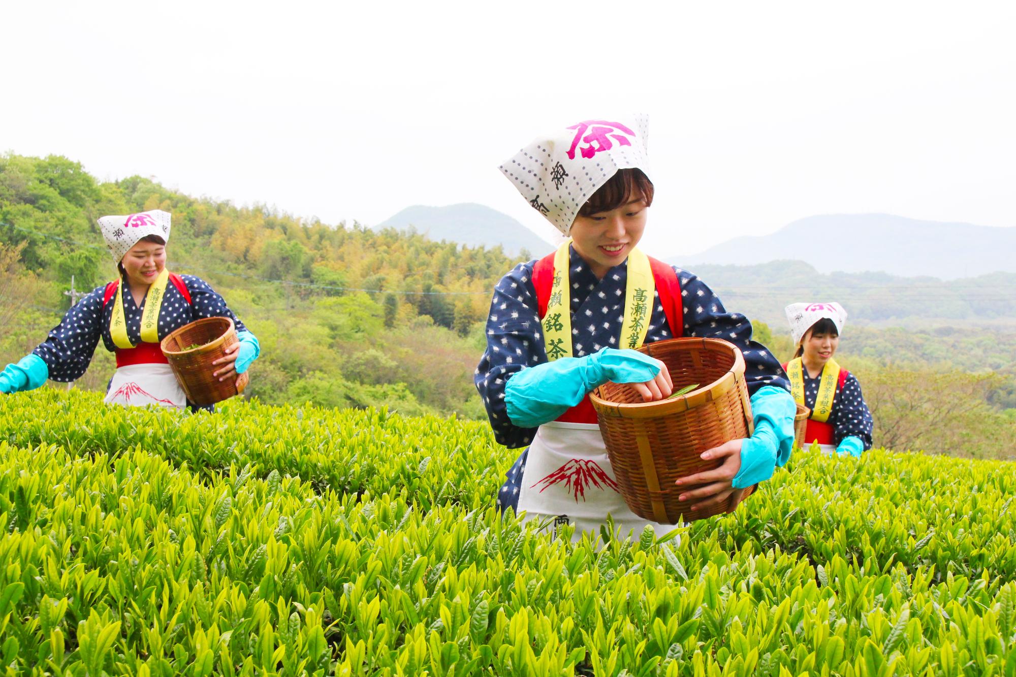 新茶撮影会