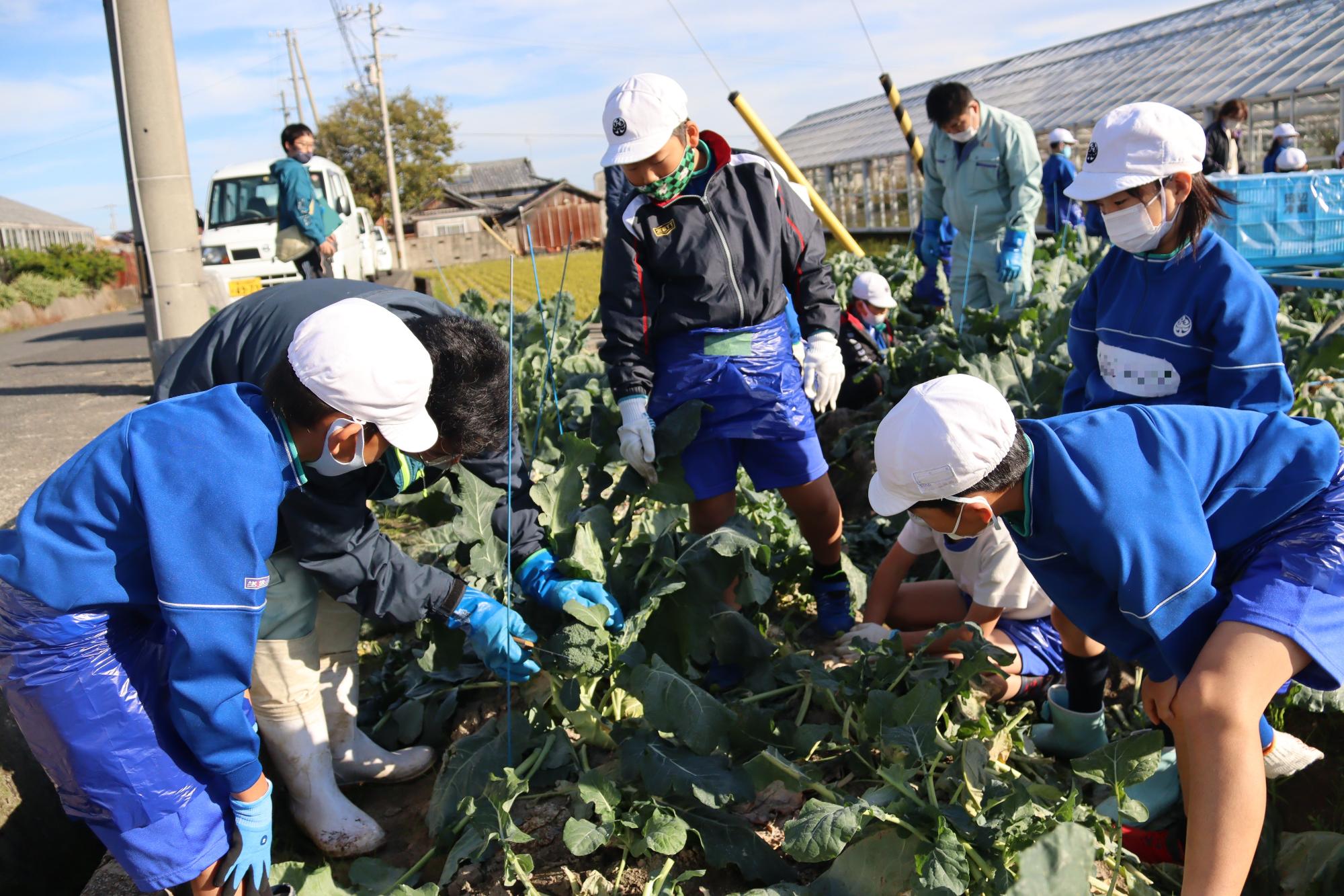 ブロッコリー収穫体験（桑山小学校）