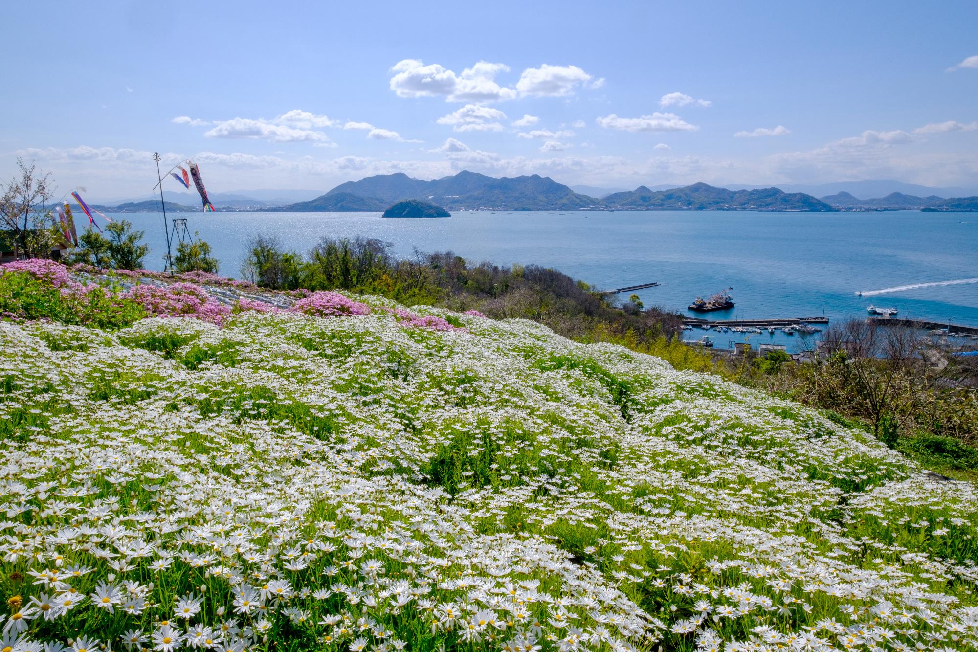 天空の花畑