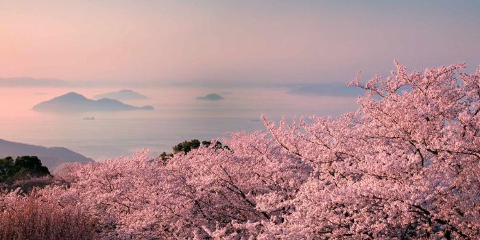 桜が咲く紫雲出山