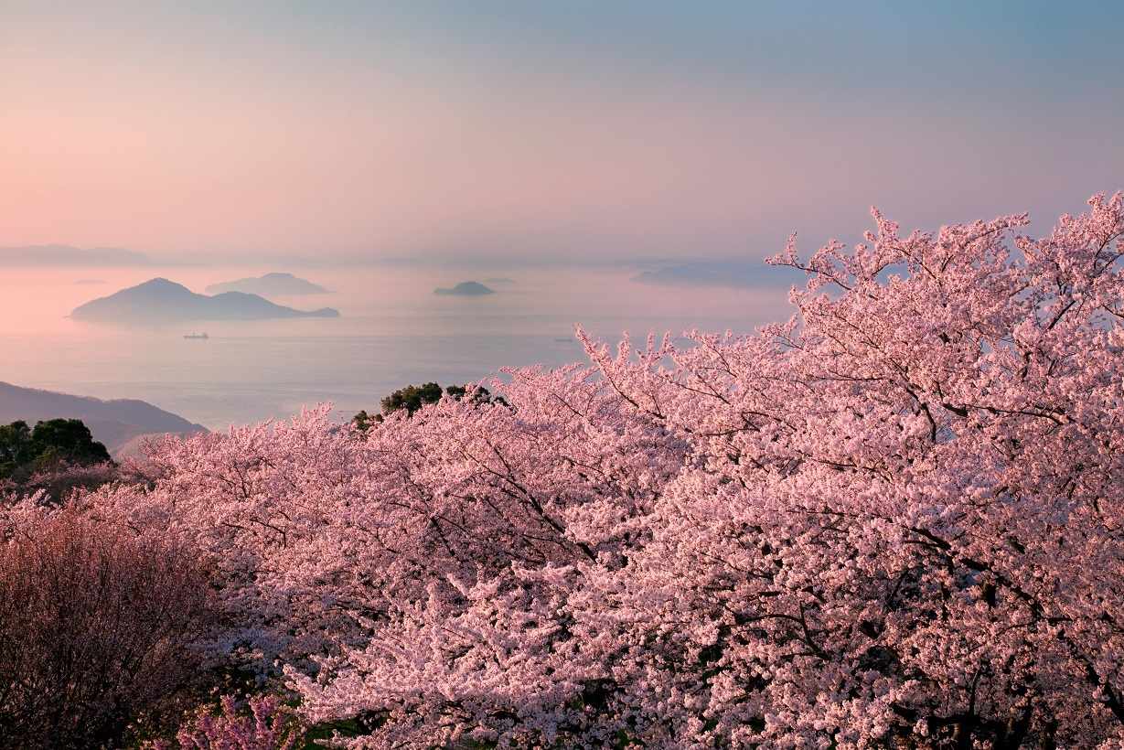 紫雲出山の桜の写真