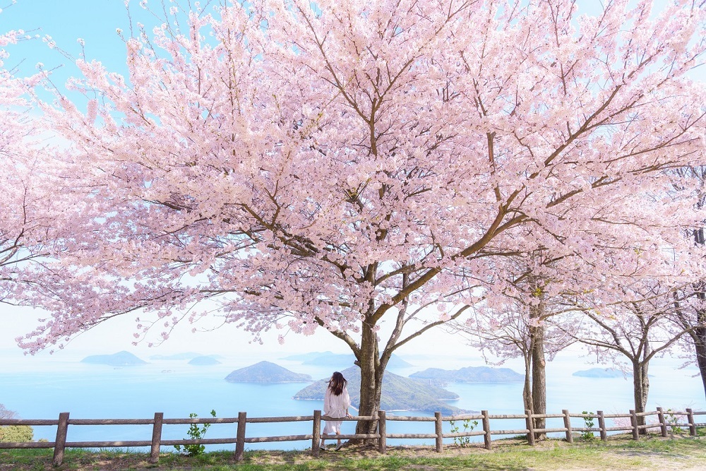 紫雲出山の桜の写真