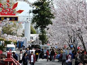 朝日山公園桜まつりイメージ