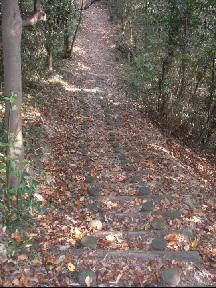風情のある落ち葉の登山道の写真