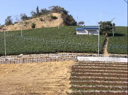 左側に植える前の茶畑、右側にお茶の苗木を植えた茶畑、上段に緑色の葉をつけたお茶の木の写真