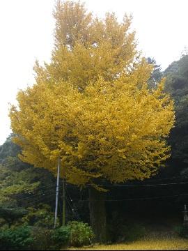 葉がぎっしりとある黄色に色づいたイチョウの木が立っている写真