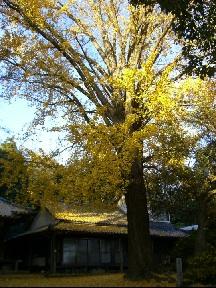 奥には家が建っており、手前に葉の少ない黄色に色づいたイチョウの木が立っている写真