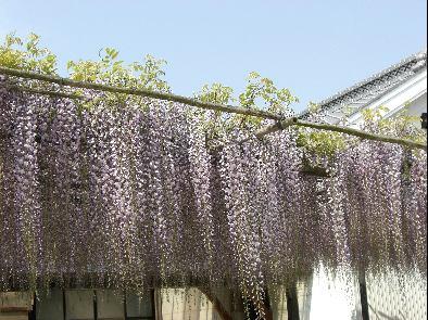 藤棚から長く垂れさがり薄紫色の花を付けている長藤の写真