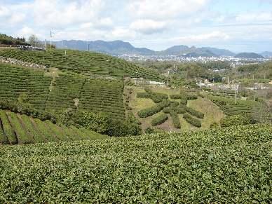 お茶の木で「茶」の文字が作られている茶畑の写真