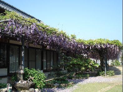 家の軒下に沿って濃い紫色の八重藤が咲いている写真