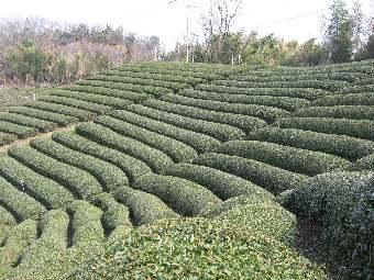 斜面に作られた茶畑の写真