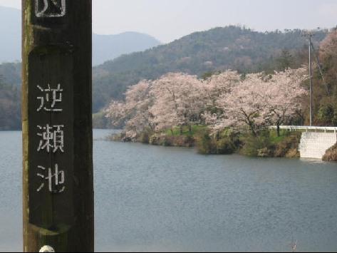「逆瀬池」文字が書かれたの標識の後ろに池と桜並木が写っている写真