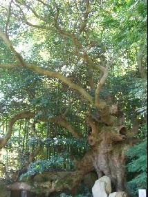 タブノキの太い幹と長い枝が広がっている様子を下から写した写真