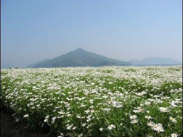 純白のマーガレットのお花畑の後ろに粟島が見える写真
