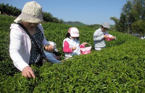茶畑で3名が新茶摘み体験をしている写真