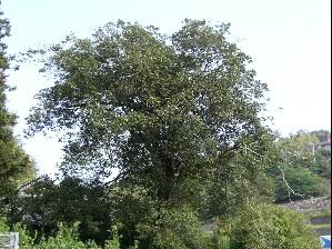 小さな葉がたくさん茂っており、枝が見えないほど葉に覆われたアラカシの木の写真