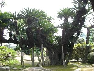 葉が縦型に長く枝が右と左に分かれたソテツの木が立っている写真