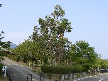 手前にある道路が右と左に分かれており、中央に大きなユーカリの木が立っている写真