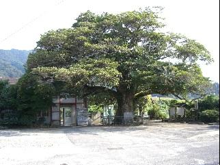 財田駅前に枝が横に広がった葉の茂ったタブノキが立っている写真