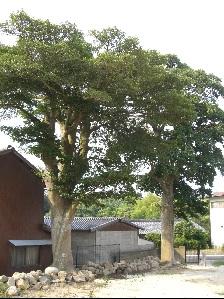 縦に長いクロガネモチの木が2本並んで立っている写真