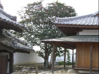 茶色の壁に瓦屋根がある日本屋敷が両端に立っており、中央にはサルスベリの木が立っている写真