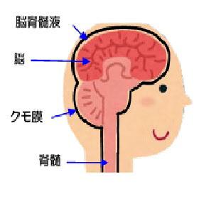 脳脊髄液・脳・クモ膜・脊髄が矢印で記された頭部のイラスト