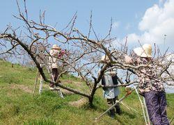 女性3名が桃の木を剪定している写真