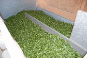 摘み取られたお茶の葉が大きなコンテナに沢山入っている写真