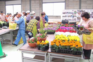 赤、白、黄色、オレンジ、ピンクなど色とりどりの花の苗が置かれたテーブルと買い物客の写真