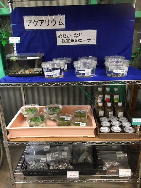 めだかなどの観賞魚やグッズが売っている写真