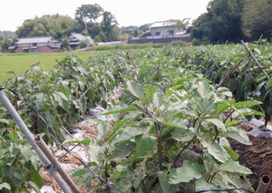 増田さんの畑の半分一面に苗木が植えてある写真