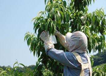 女性が桃の木に袋をかけている写真