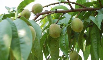 桃の実が梅くらいのサイズに育っている写真