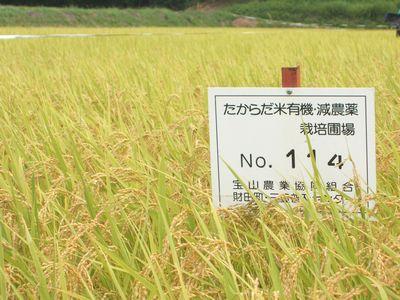 一面の稲畑が広がっており、たからだ米有機・減農薬の札が立っている写真