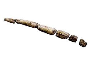 6つにわかれたスギヤマゾウの牙の化石の写真