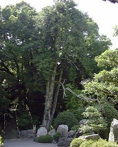たくさんの木の中に大興寺のカヤが生えている写真