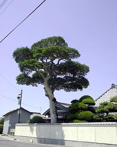 土塀で囲まれている橋田邸の庭から大きなクロガネモチの木が見えている写真