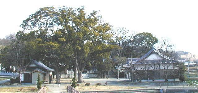 境内の中心に大きな木があり、横に両側に2つの建物がある宇賀神社の写真