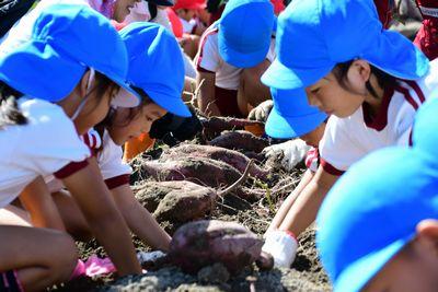 芋掘りをしている子供たちの前に掘り出された芋が畝の上に置かれてある写真
