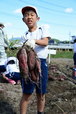 男の子が重そうな表情で芋を持ち上げている写真