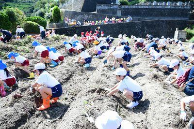 子供たちが座って土の中に手を入れて芋掘りをしている写真