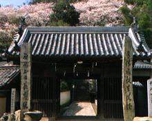後ろに桜の花が満開に咲いている汐木荒魂神社の入口の写真