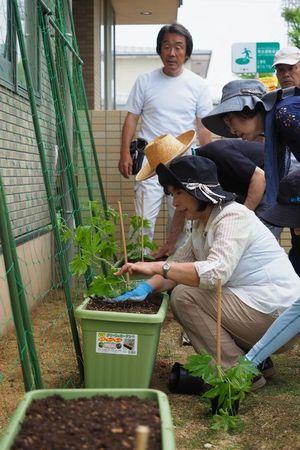 プランターにゴーヤが植えられていて、参加者の女性がプランターの中の土を手でおさえて平らにしている写真