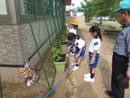 女子児童が長いホースを持ってプランターに水をあげている写真